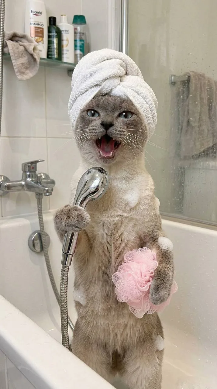 Кот поёт в ванной