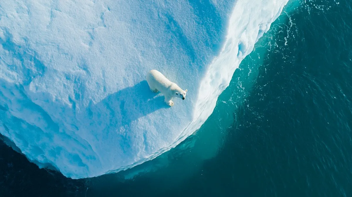 Top-down vertical aerial drone photography of a Polar Bea...